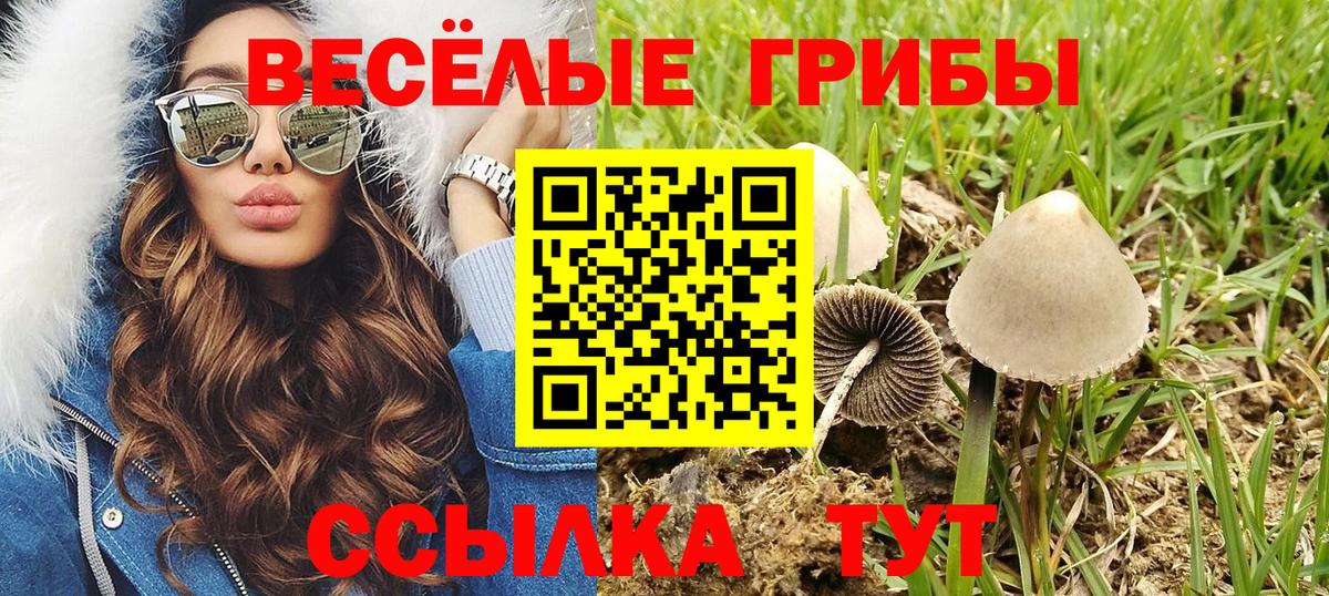 купить   Вход с VPN  Лесной  Галлюциногенные грибы GOLDEN TEACHER 