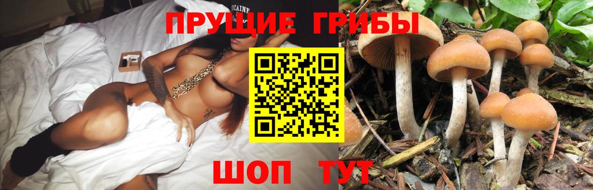 Галлюциногенные грибы Psilocybine cubensis Лесной